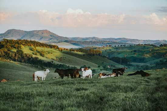 Cattle Cattle on hills, as God says in Psalm 50:1-12,