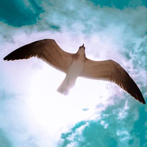 Dove flying under sun as we learn how judges were humble and willing to submit to the Holy Spirit and allow God to use them.