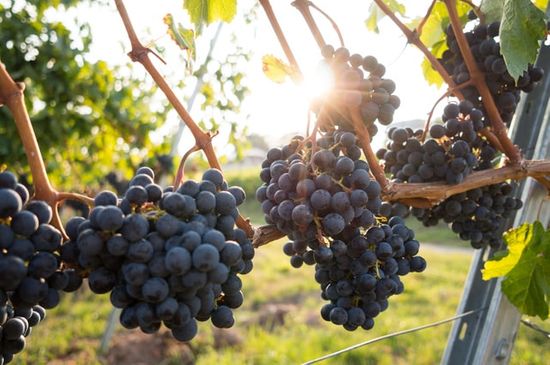 Giant Grapes Grapes on a vine, representing the fertility of the Promised Land and the good report brought back by Caleb and Joshua