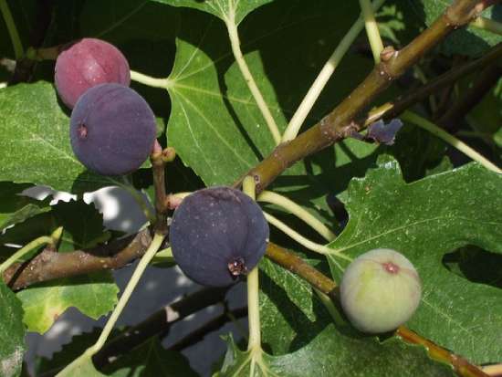 Figs in various stages of growth on a fig tree