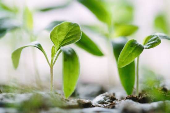 Seedlings growing, representing seeds of the Gospel we may plant unawares