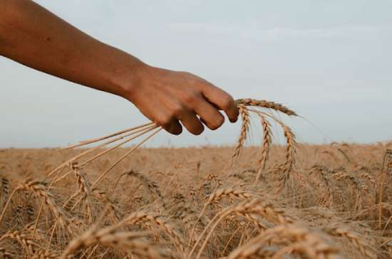 A wheat harvest, like the spiritual one that will happen when Jesus comes to take His followers to heaven