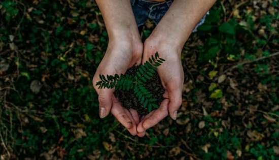 Seedling in hands A hand holding dirt and a seedling that is growing