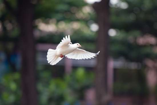 A flying dove is one of the most well-known symbols of the Holy Spirit's physical form.