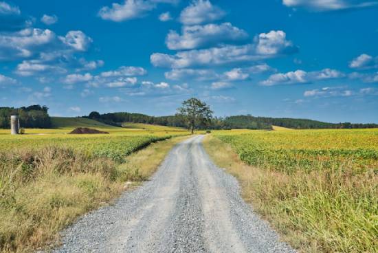 A dirt road in the middle of open fields in the countryside, with trees and hills in the distance.