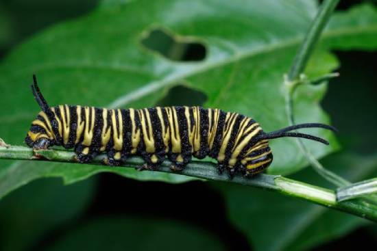 A monarch butterfly caterpillar sits on a leaf, representing the state of person before Jesus transforms their lives.