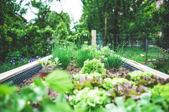 A lush garden of greens demonstrates one of the many benefits of country living.