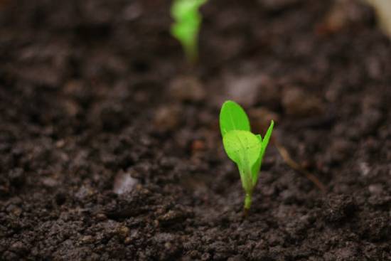 Tiny green leaves sprout from the round, illustrating the seed in healthy soil.
