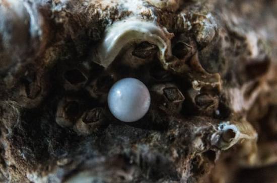 A pearl lodged inside an oyster shell.