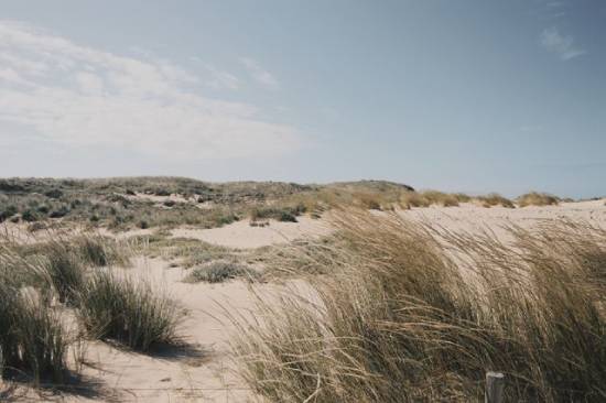A plain of desert sand and dry grasses