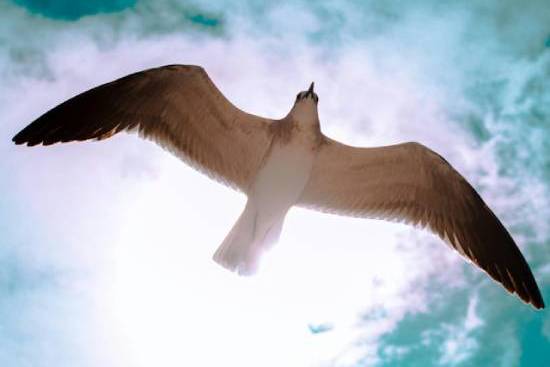 Dove flying Dove flying under sun as we learn how judges were humble and willing to submit to the Holy Spirit and allow God to use them.