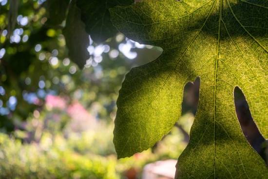  A close-up of a fig leaf