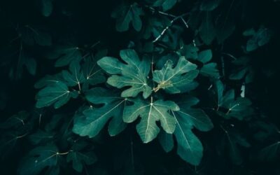 The Barren Fig Tree Parable: What It Means to Bear Fruit