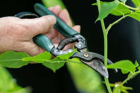 A plant being pruned with shears