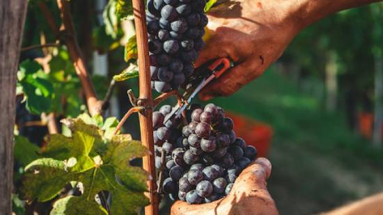 A man cuts grapes from a vine with a pair of shears.