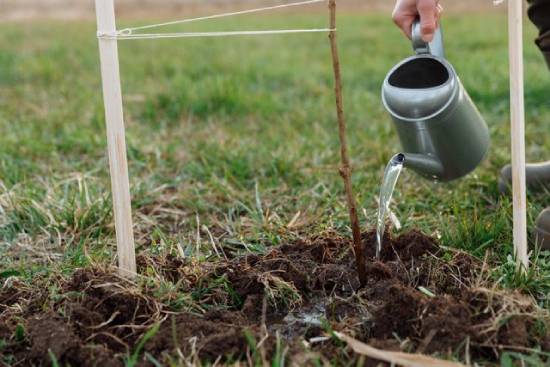 A sapling being watered with a watering can